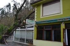 Un árbol cayó sobre la Cervecería Fuente de la Vega en Ramales