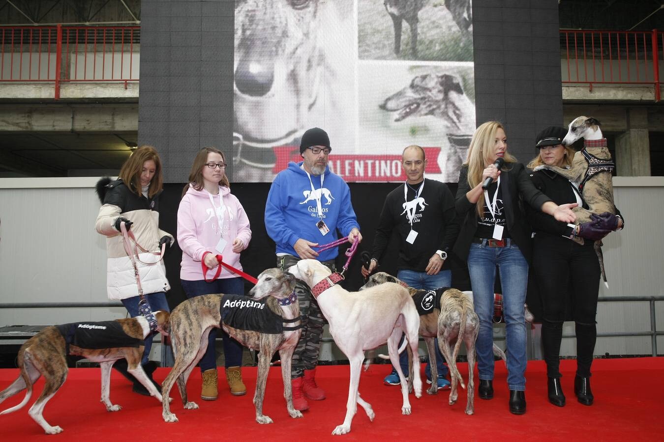 Unos 200 animales, entre ellos perros y gatos, se han reunido este sábado en la segunda Feria de Adopción Ciudad de Torrelavega para fomentar la adopción