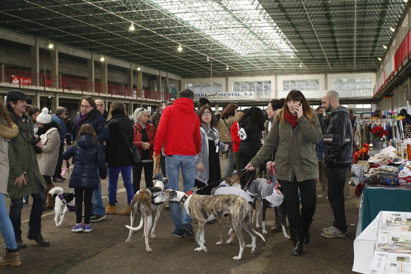 Unos 200 animales, entre ellos perros y gatos, se han reunido este sábado en la segunda Feria de Adopción Ciudad de Torrelavega para fomentar la adopción