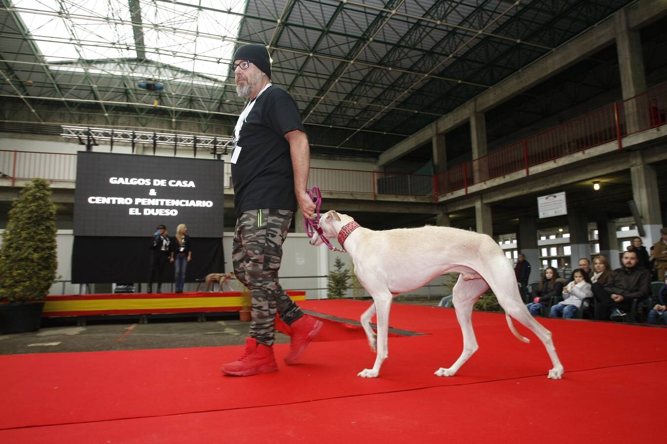 Unos 200 animales, entre ellos perros y gatos, se han reunido este sábado en la segunda Feria de Adopción Ciudad de Torrelavega para fomentar la adopción