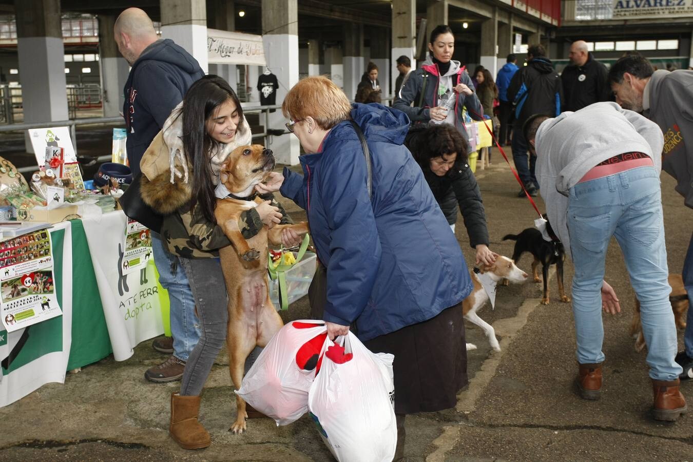 Unos 200 animales, entre ellos perros y gatos, se han reunido este sábado en la segunda Feria de Adopción Ciudad de Torrelavega para fomentar la adopción