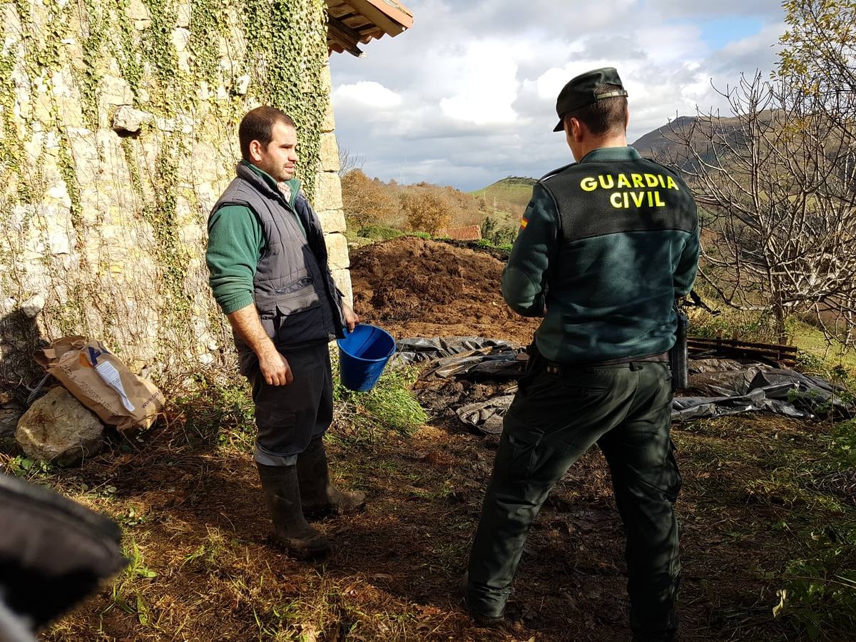 Aparecen muertos 11 terneros del ganadero de Bielva que perdió 23 tudancas en un incendio