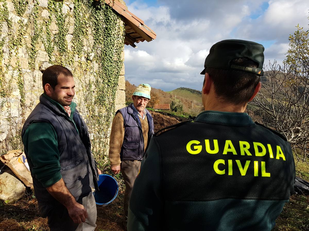 Aparecen muertos 11 terneros del ganadero de Bielva que perdió 23 tudancas en un incendio