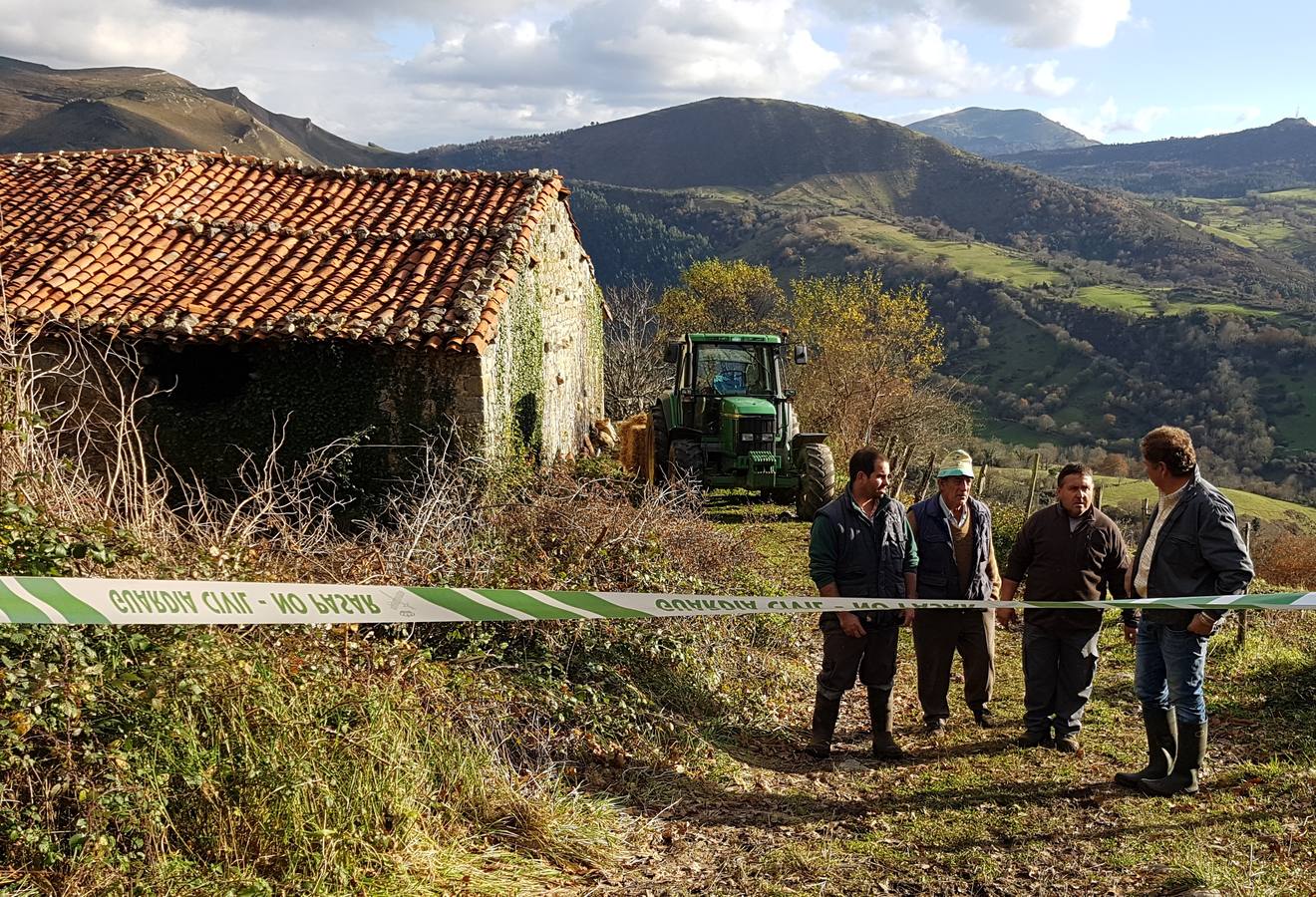 Aparecen muertos 11 terneros del ganadero de Bielva que perdió 23 tudancas en un incendio