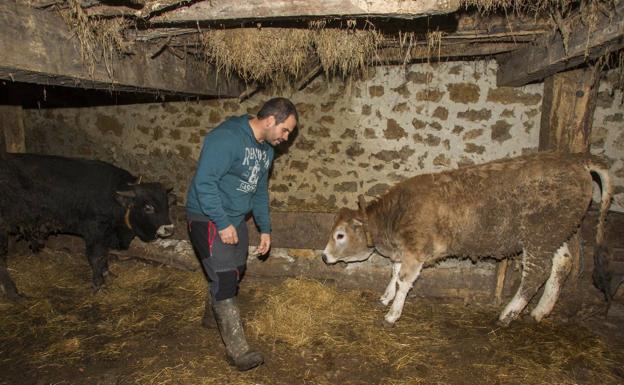 Arturo Nebreda atiende a los dos terneros que sobrevivieron a la última matanza. Al negro lo han dejado ciego