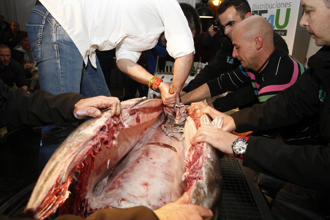 Comienza en el restaurante La Dársena de Suances la V Edición de las Jornadas del Atún Rojo del Mediterráneo que se celebran desde el 12 al 21 de enero. Atún del Mediterráneo, de unos 250 kg., de calidad excepcional, capturado vivo, sin sufrir estrés al sacrificarlo, por lo que no se produce el llamado ‘yate’, que es el síndrome de la carne quemada. Llamado también ‘cerdo ibérico del mar’ pues se aprovecha absolutamente todo de él.