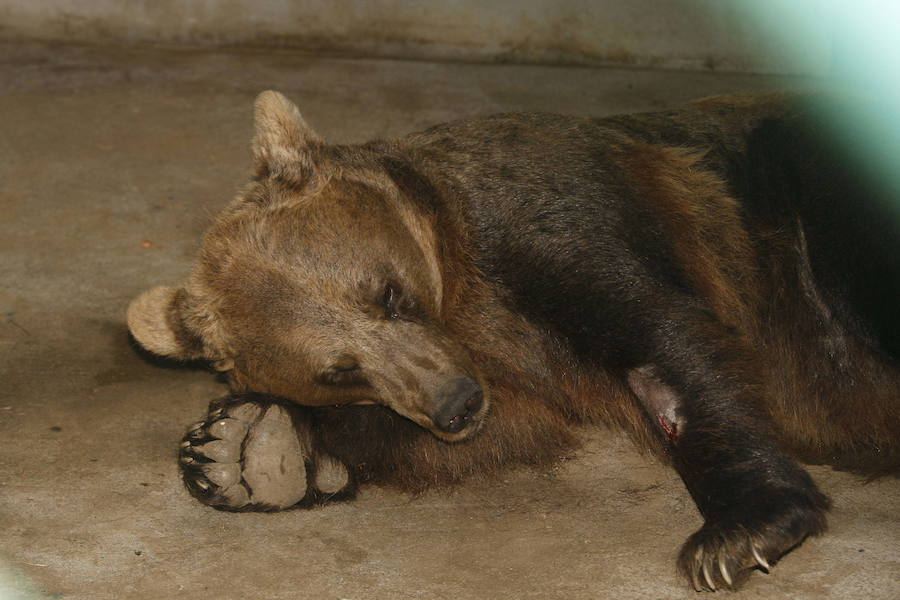 La vida de &#039;Tola&#039; y &#039;Paca&#039; en imágenes