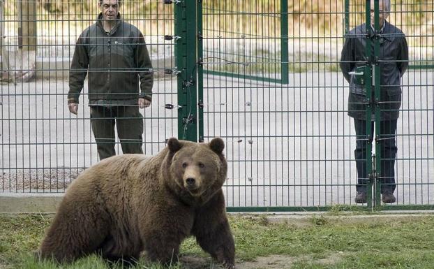 Revilla asegura que Furaco «está a tope» y lo ofrece para repoblar la Casa del Oso en Asturias