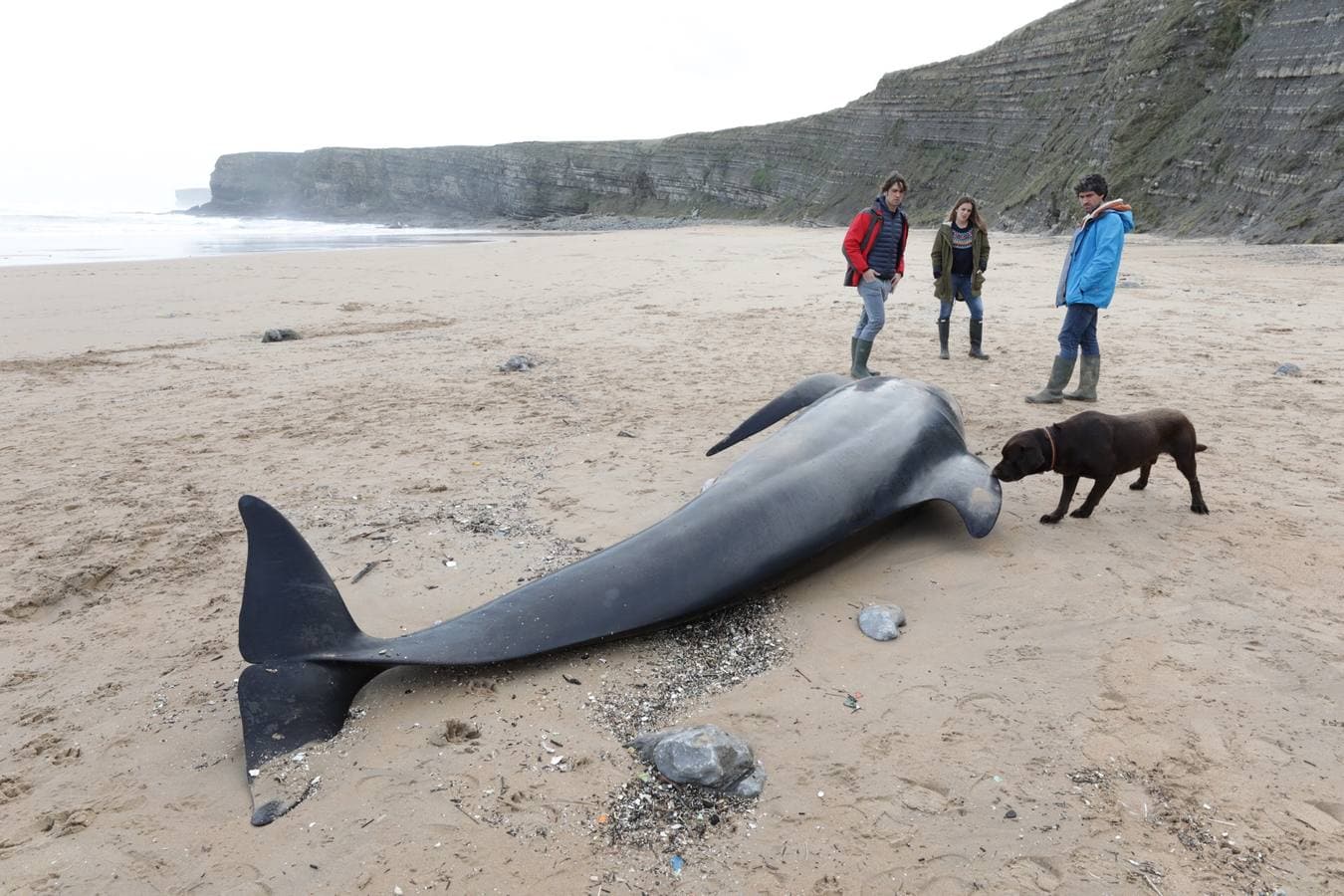 Aparece el cuerpo de un cachalote en la playa de Langre