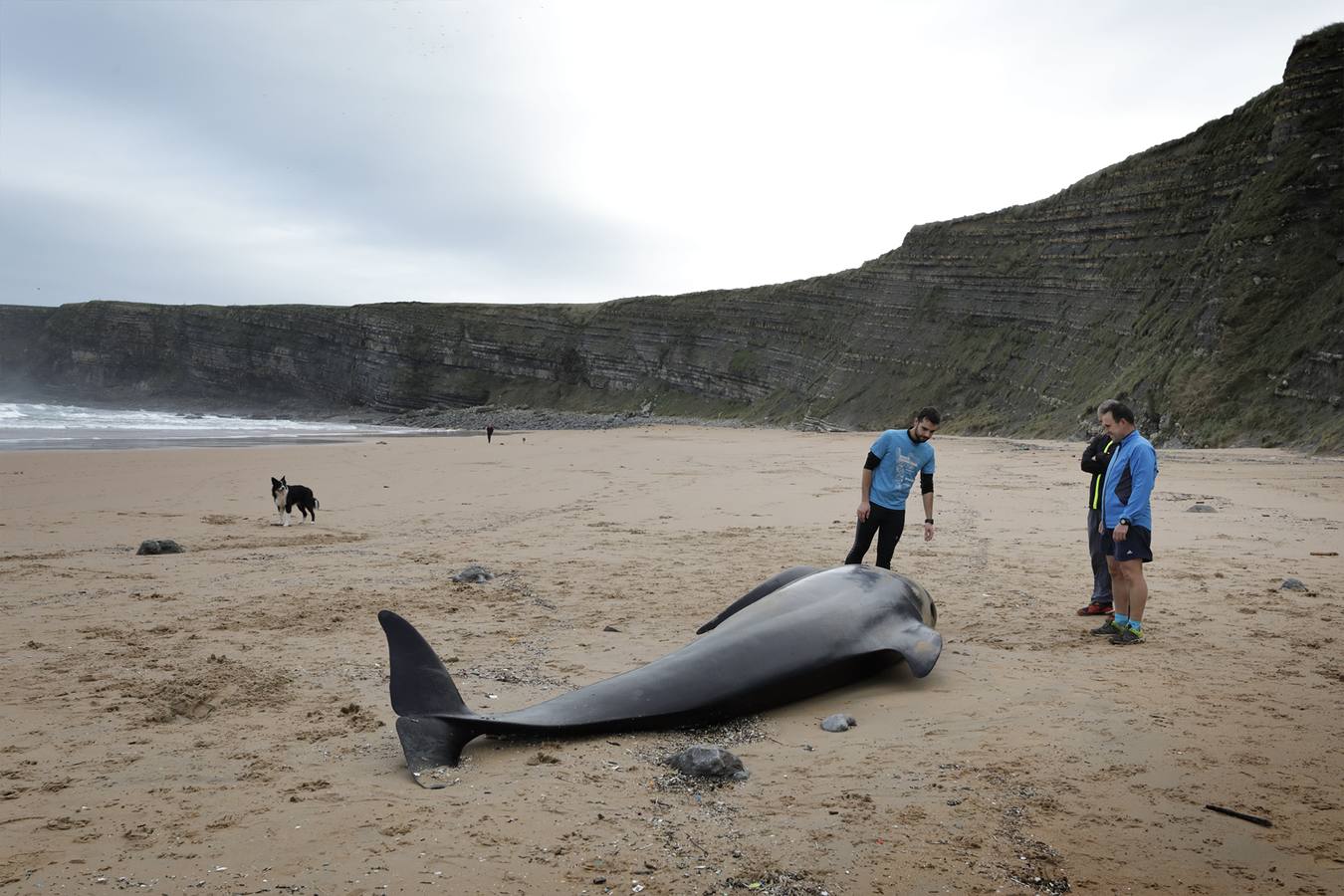 Aparece el cuerpo de un cachalote en la playa de Langre