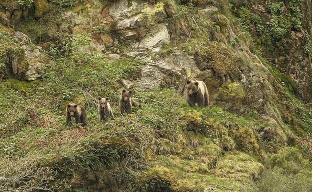 Revilla vuelve a ofrecer a Asturias los osos de Cabárceno