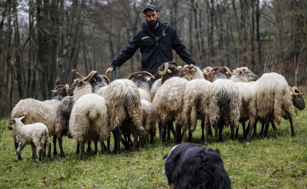 Los perros pastores son capaces de ahorrar trabajo en la conducción del ganado y disminuyen el estrés del rebaño