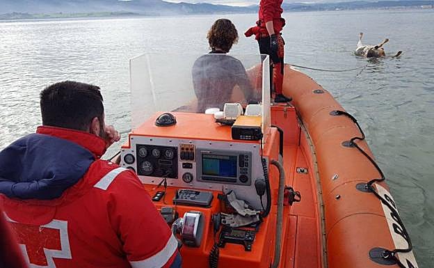 Cruz Roja remolca a tierra el cadáver de una vaca lechera aparecido en la bahía