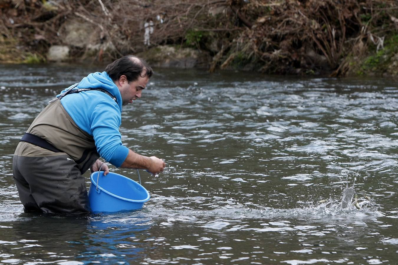 Pesca suelta casi 6.000 alevines de salmón para repoblar la especie en el río Besaya