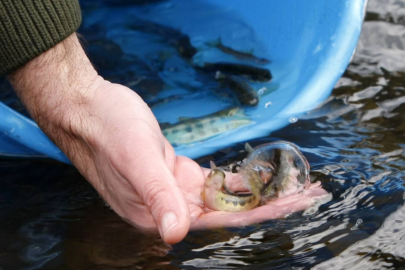 Pesca suelta casi 6.000 alevines de salmón para repoblar la especie en el río Besaya