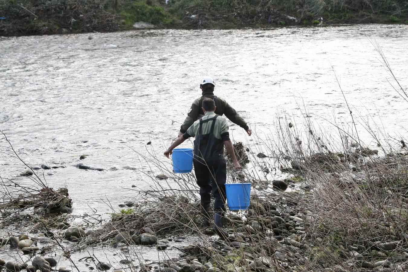 Pesca suelta casi 6.000 alevines de salmón para repoblar la especie en el río Besaya