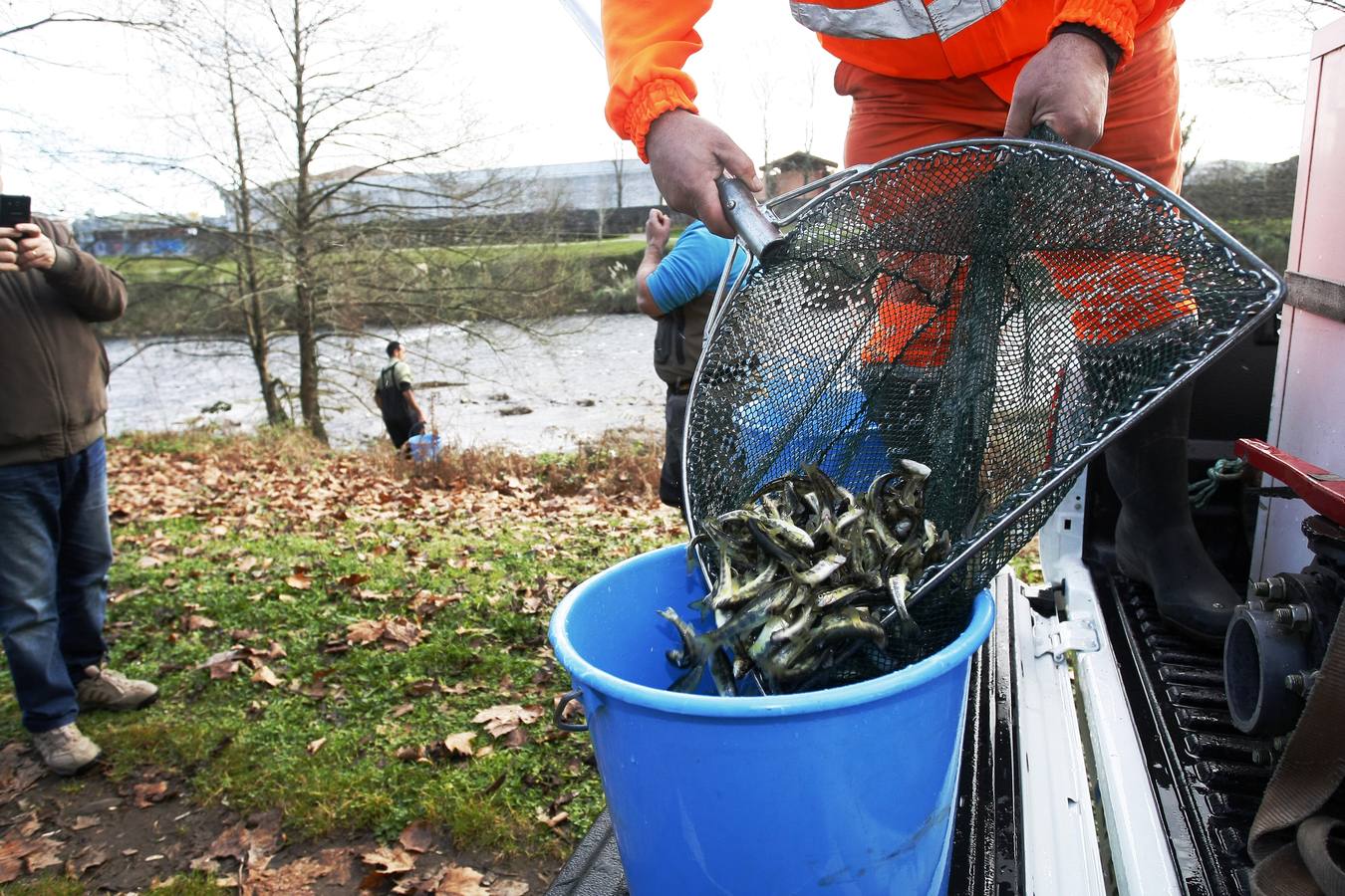 Pesca suelta casi 6.000 alevines de salmón para repoblar la especie en el río Besaya