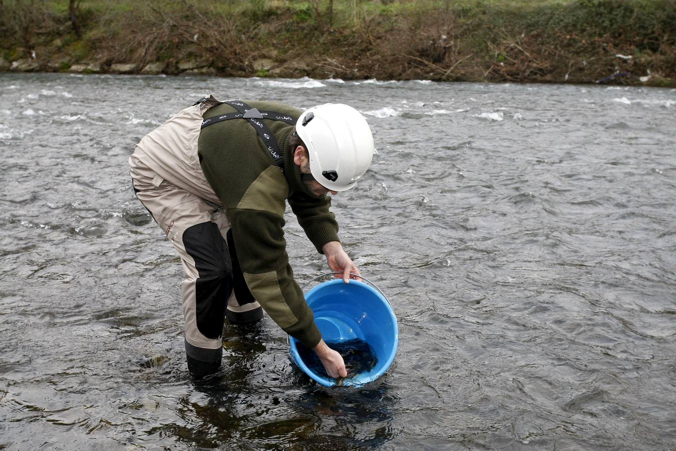 Pesca suelta casi 6.000 alevines de salmón para repoblar la especie en el río Besaya