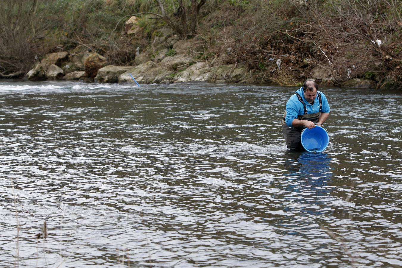 Pesca suelta casi 6.000 alevines de salmón para repoblar la especie en el río Besaya