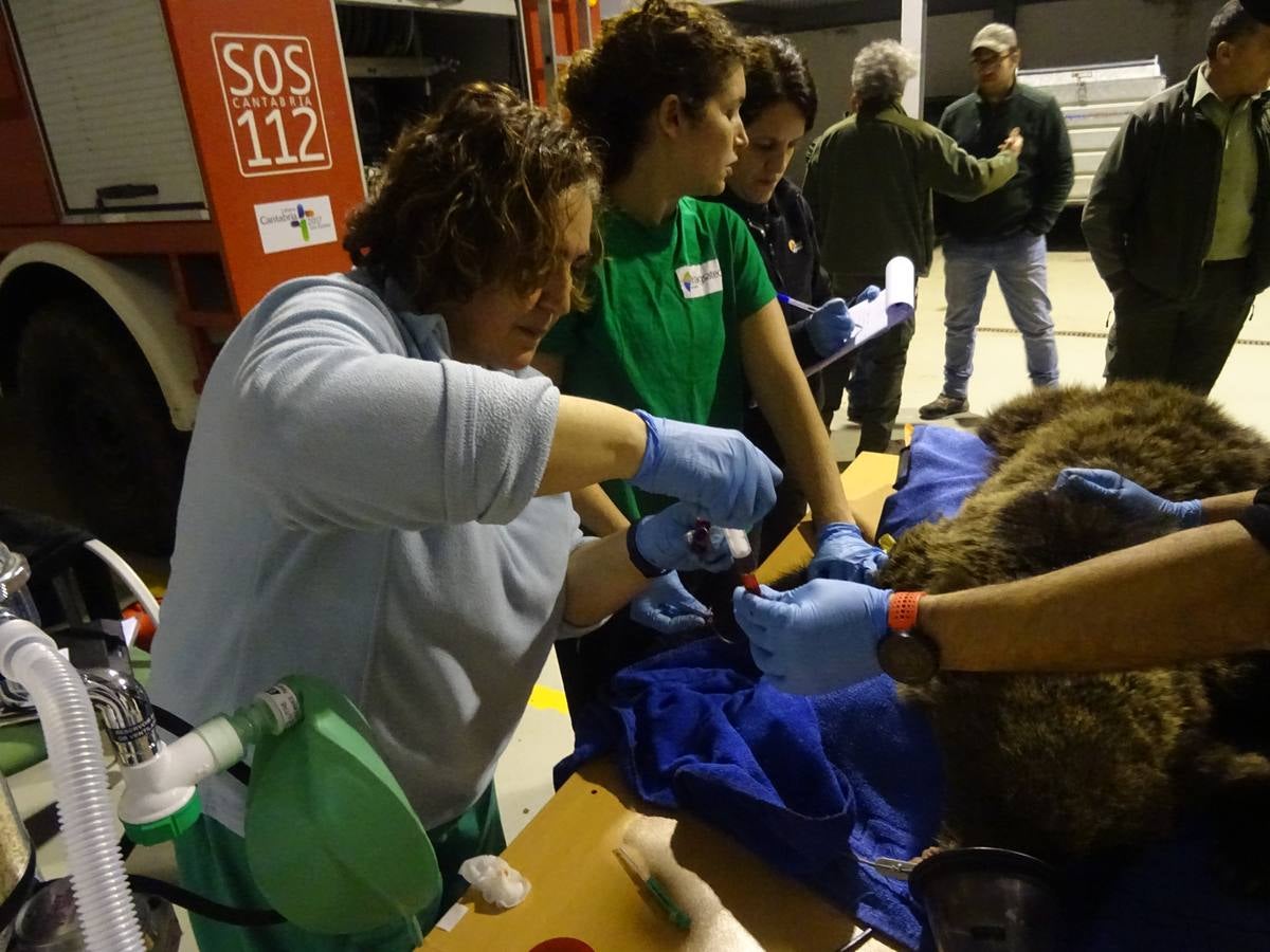 El oso ya está en el Centro de Recuperación de fauna salvaje de Villaescusa