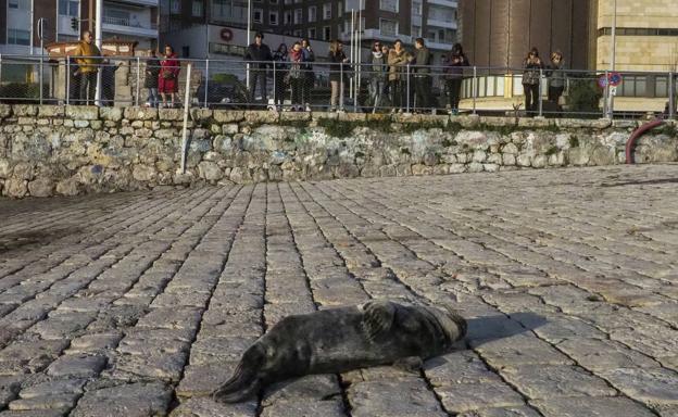La foca, de unos tres meses largos, se pasó horas al sol en la rampa, lo que llamó la atención de los que pasaban.