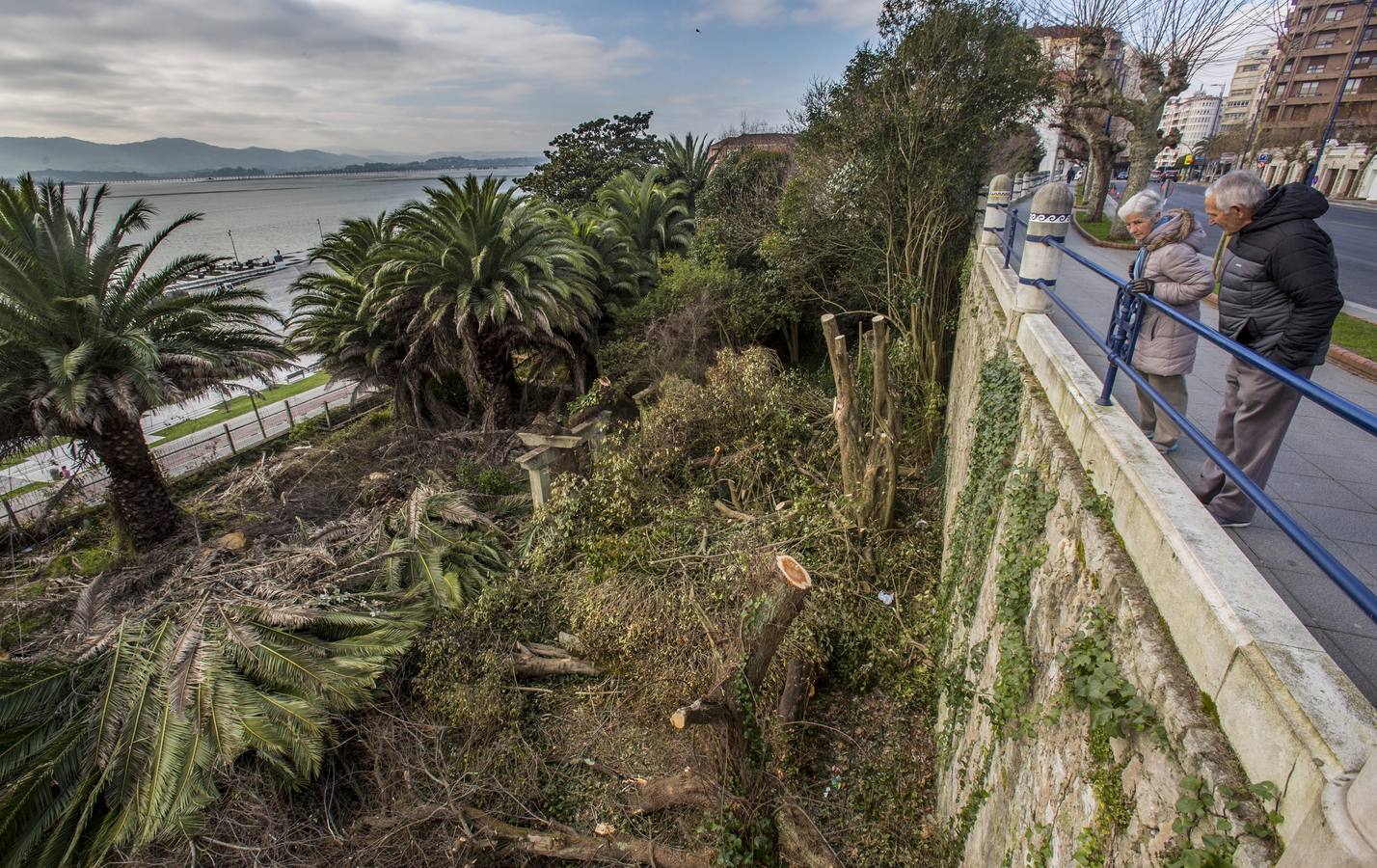 El Ayuntamiento ha abierto expediente a los propietarios de la finca número 28 de Reina Victoria en la que se ha realizado una importante tala de árboles.