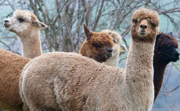 Alpacas en una granja en Penagos.