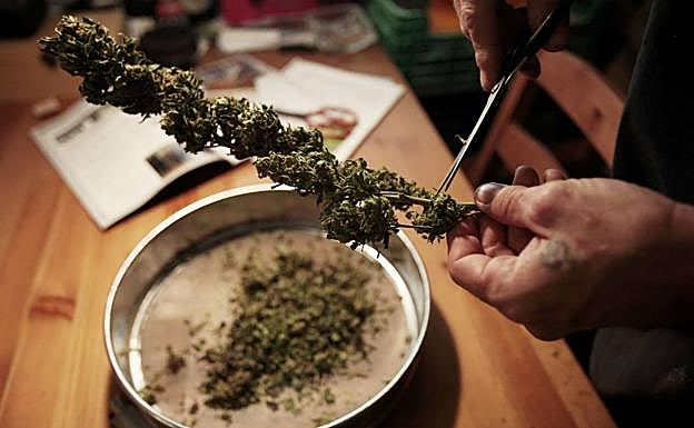 La Audiencia revoca la condena al presidente de un club de cannabis detenido con droga en Santander