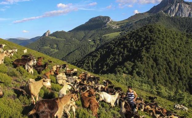 Pedro Álvarez cuida sus cabras en el Pico Jaro, municipio de Cabezón de Liébana. 