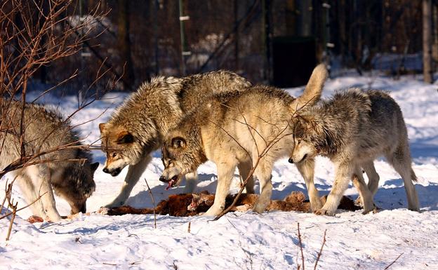 Una manada de lobos se alimenta en Quebec (Canadá).