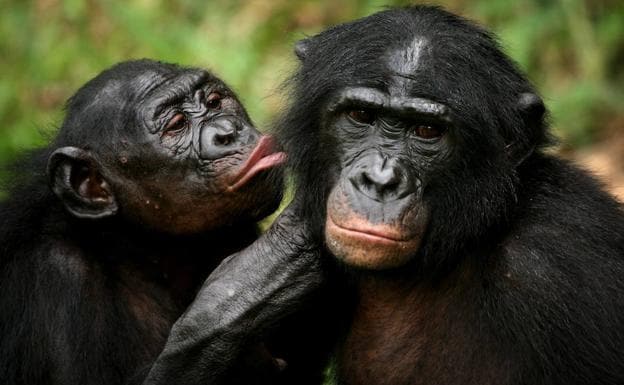 Dos bonobos interactúan en el en un santuario de Kinshasa. 
