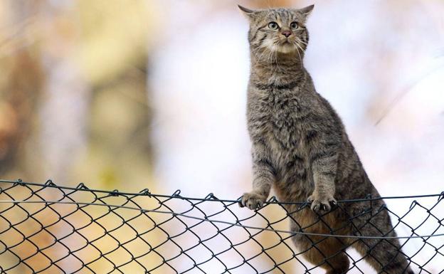 Imagen de un gato ajeno a la información.