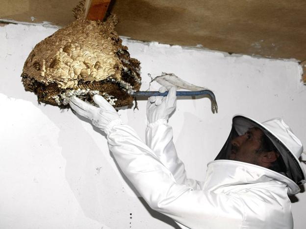 Un experto retira un nido de avispa asiática.