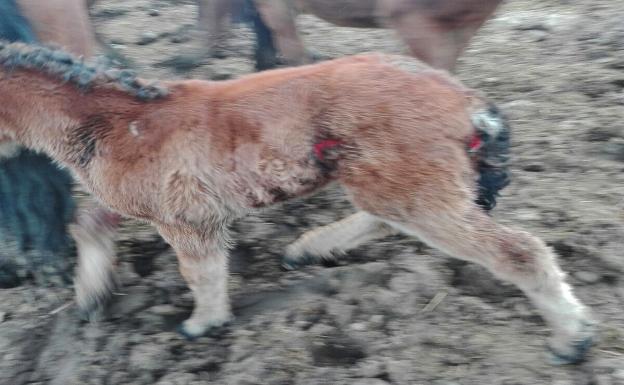 Potro herido en San Cristóbal