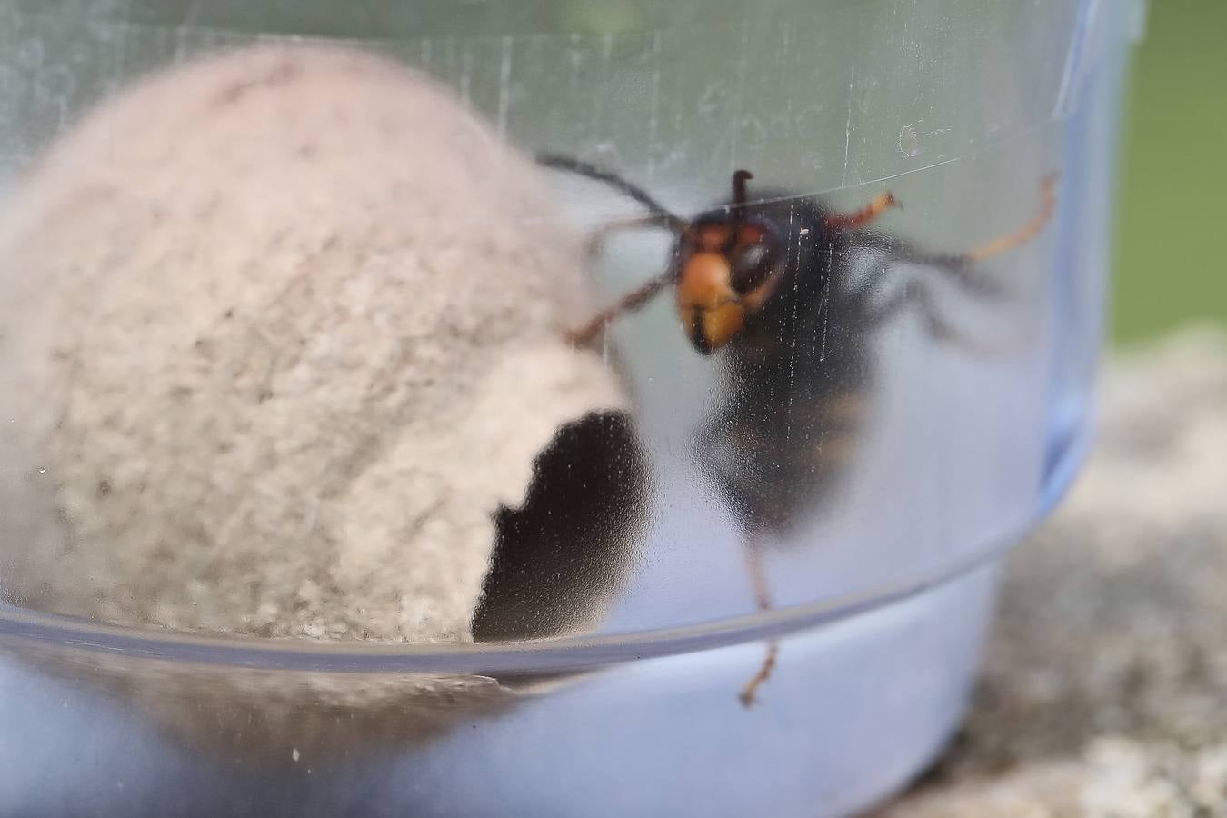 Fotos: La avispa asiática, en la intimidad de su trabajo