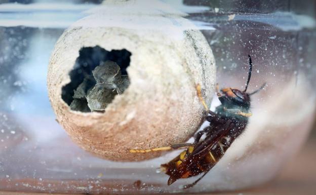 Un ejemplar de avispa asiática construye un nido.