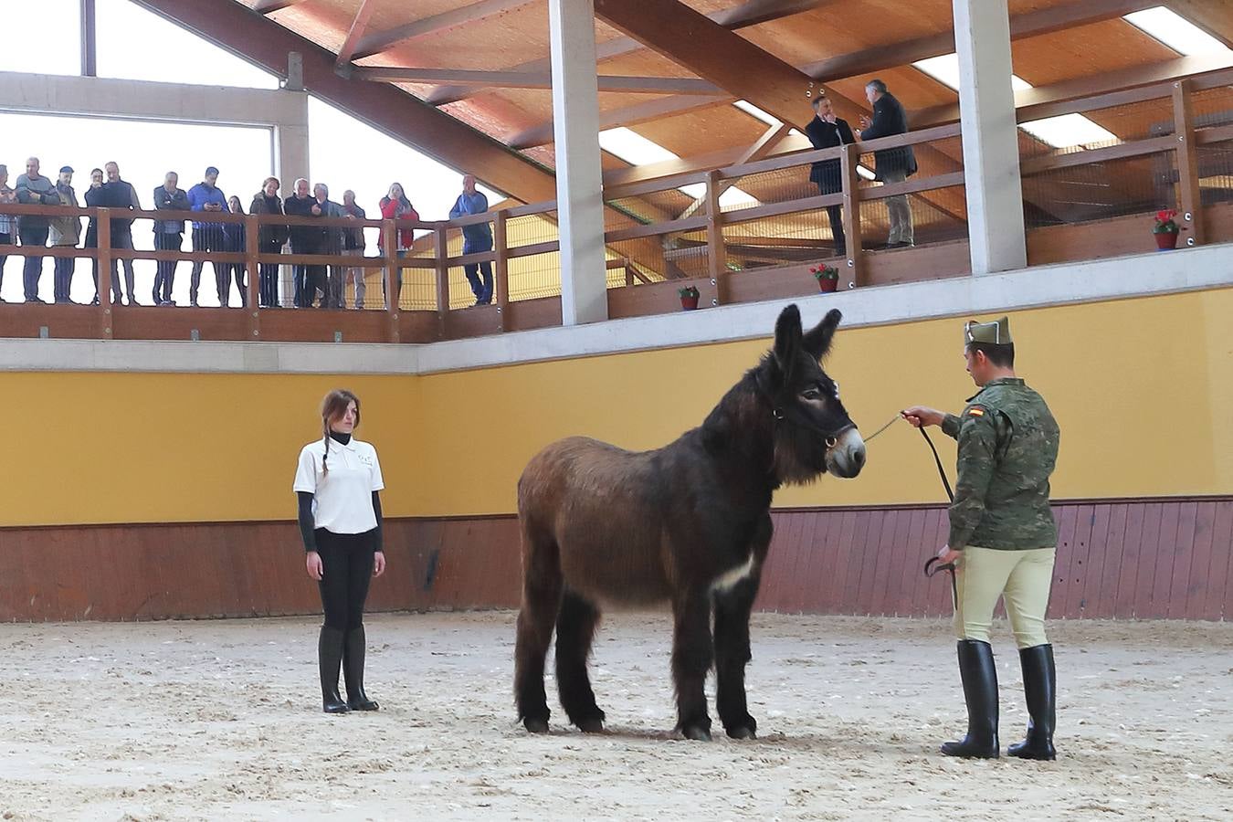 Fotos: Desfile de los sementales de la Yeguada de Ibio