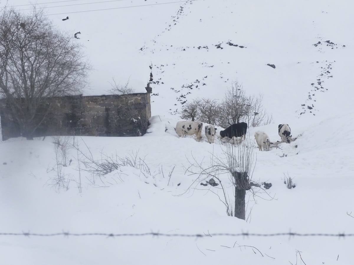 Los temporales de las últimas semanas han transformado los paisajes del interior de la región, que aparecen cubiertos por una espesa capa de nieve.