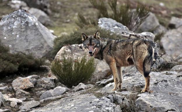 Imagen de archivo de un lobo en el Parque de Picos de Europa.