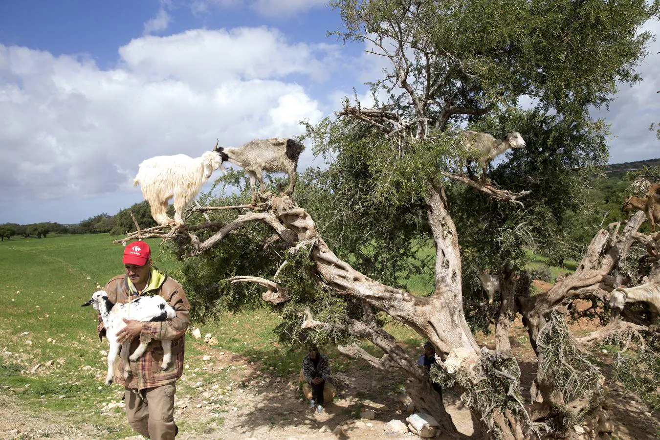 Cabras subidas al árbol de argan. Desde las ramas mordisquean los frutos y escupen las pepitas, que luego se recogen para elaborar el famoso aceite.