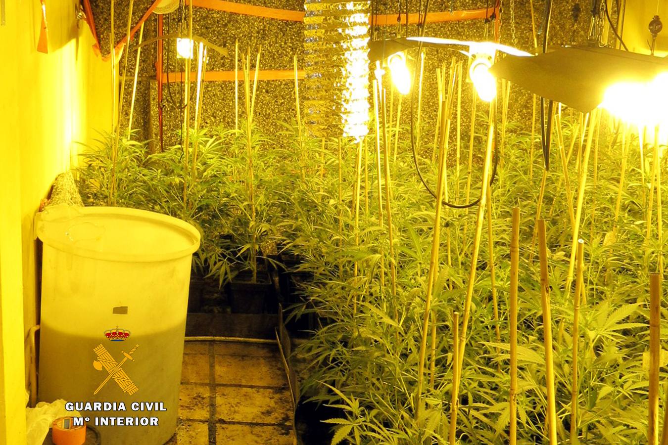 Desmantelado un cultivo 'indoor' de marihuana en una casa de Treto