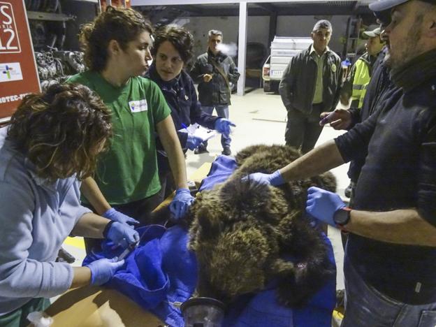 El osezno 'Beato' permanece ingresado en el Centro de Recuperación de Fauna Silvestre.