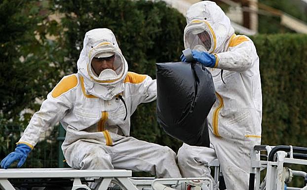 Dos trabajadores retiran un nido de avispa asiática el verano pasado. 