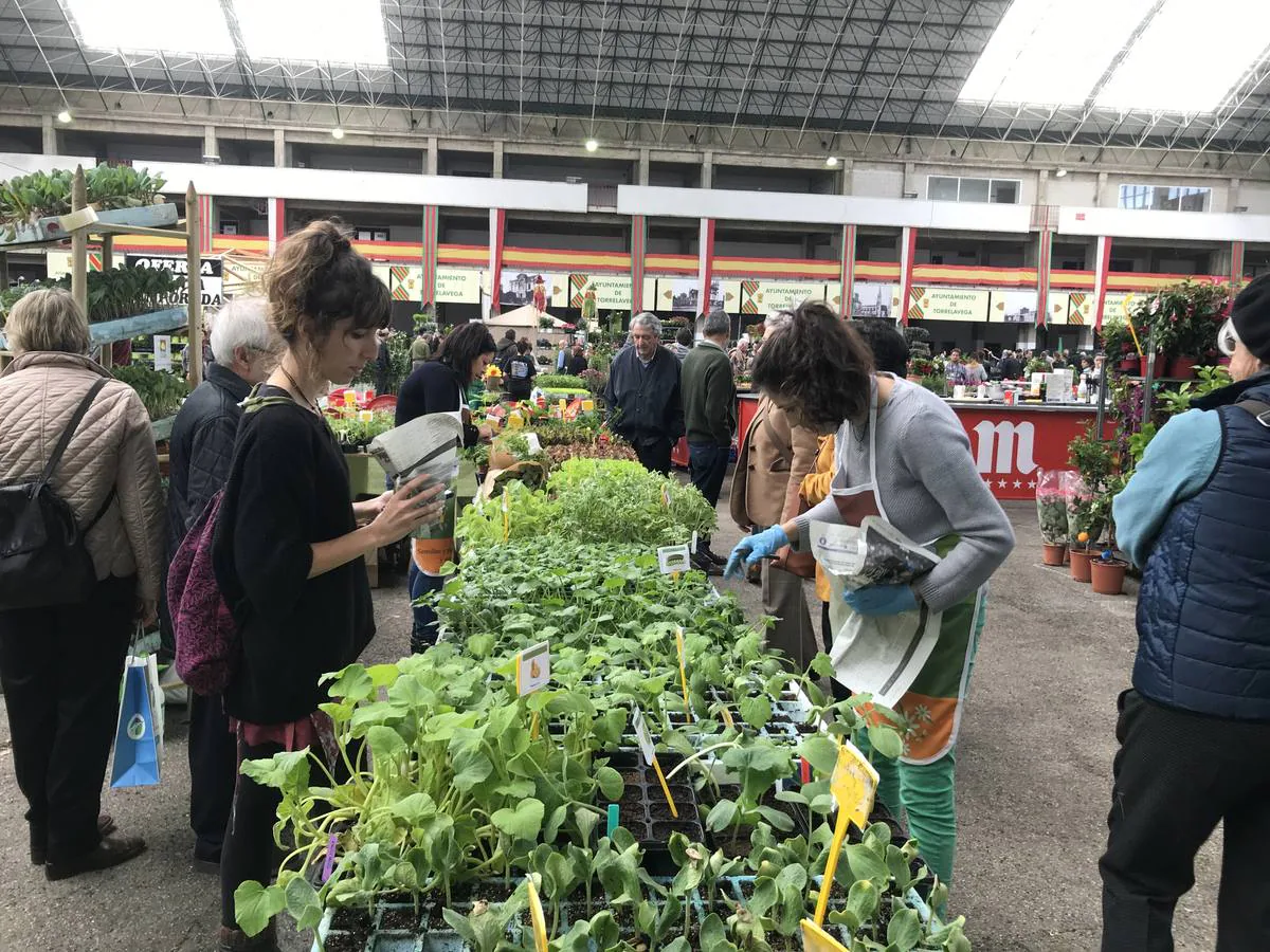 El Mercado Nacional de Ganados se convierte este fin de semana en un gran vivero de árboles y plantas, que transforman el ferial de Torrelavega en un espacio verde.