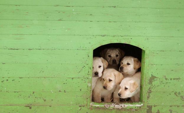 La inteligencia artificial quiere saber cómo piensa un perro.