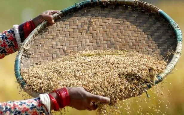 Las claves de la calidad del grano