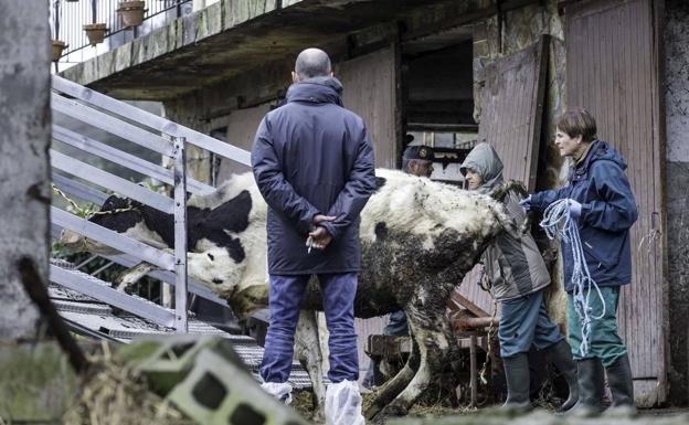 Salida de las vacas de la estabulación situada en el barrio La Bodega, con destino al Centro Sanitario Integrado de Hazas de Cesto.