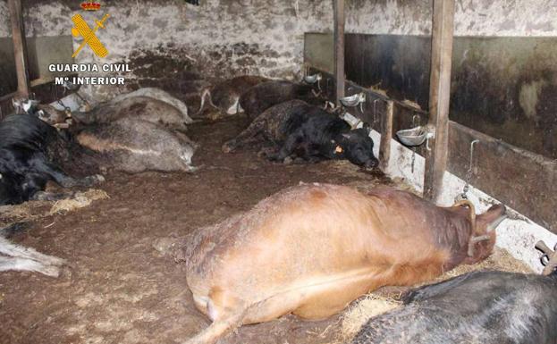 Vacas presuntamente envenenadas por el detenido.