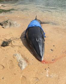 Imagen secundaria 2 - Una ballena de 6 metros vara en la playa de Bikini