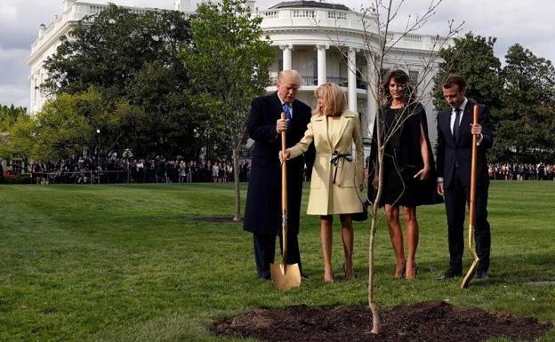 El árbol que plantaron Trump y Macron. 